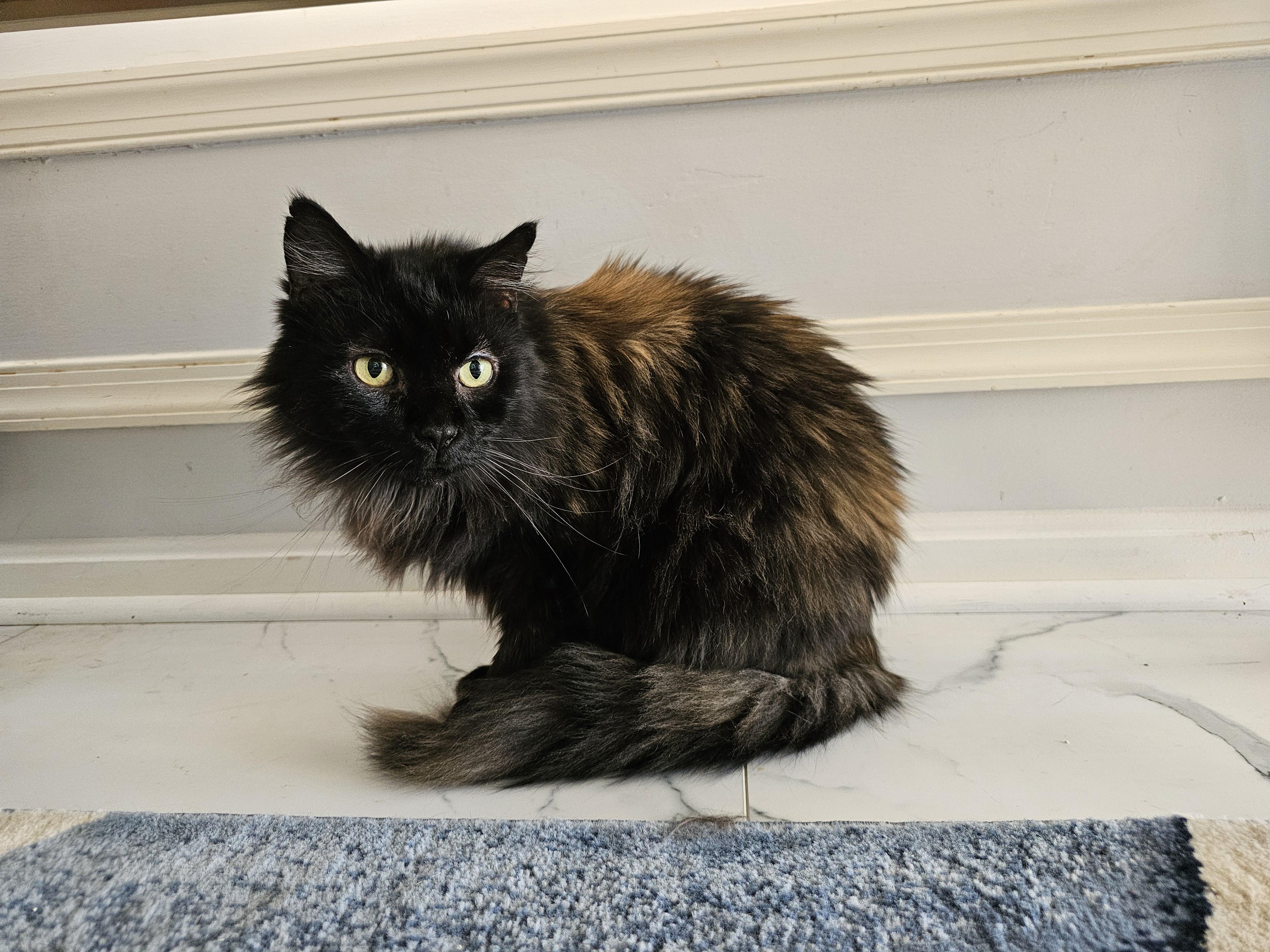 Sebastian, a Adoptable Tortoiseshell image 5/6