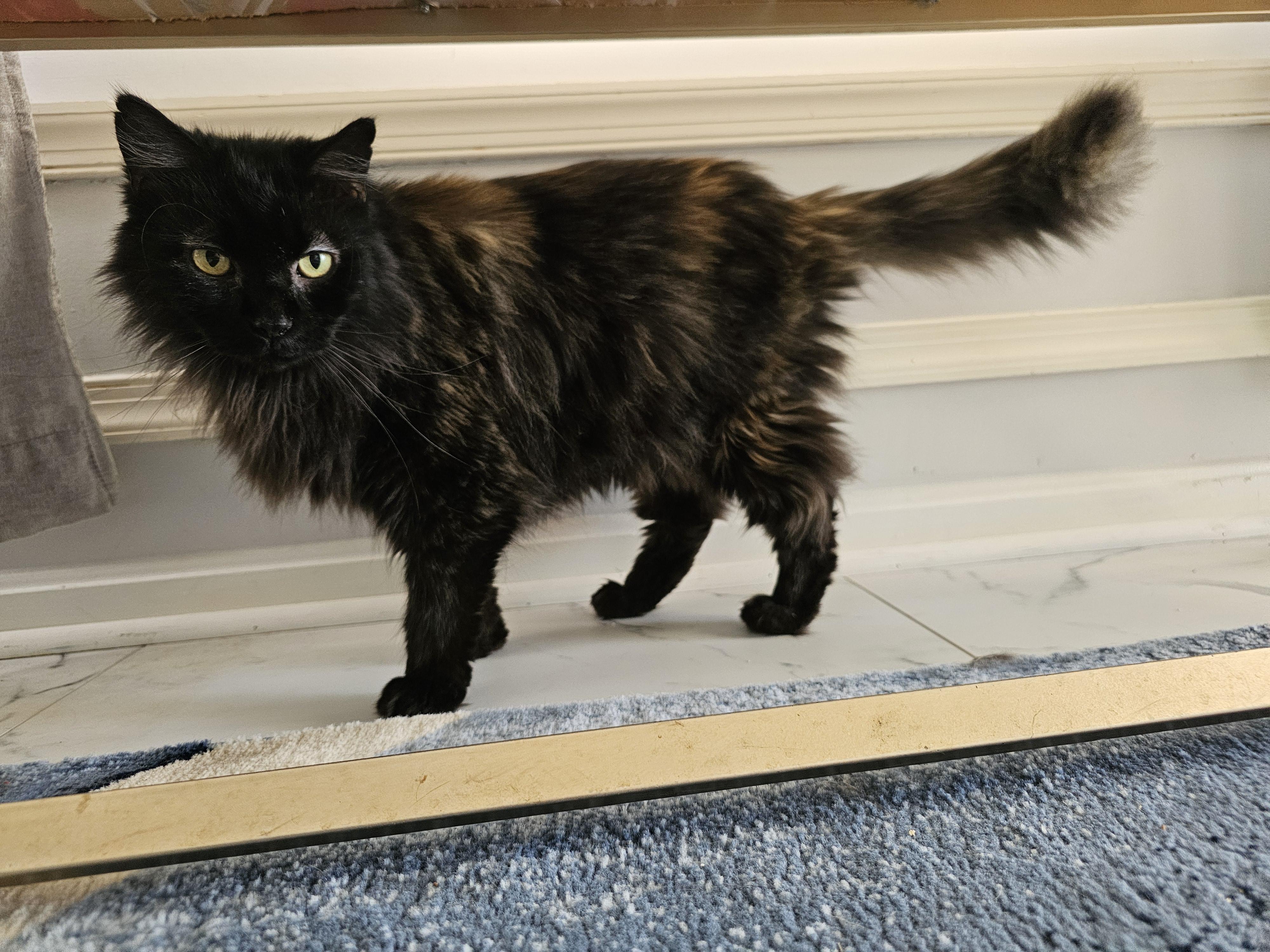 Sebastian, a Adoptable Tortoiseshell image 2/6