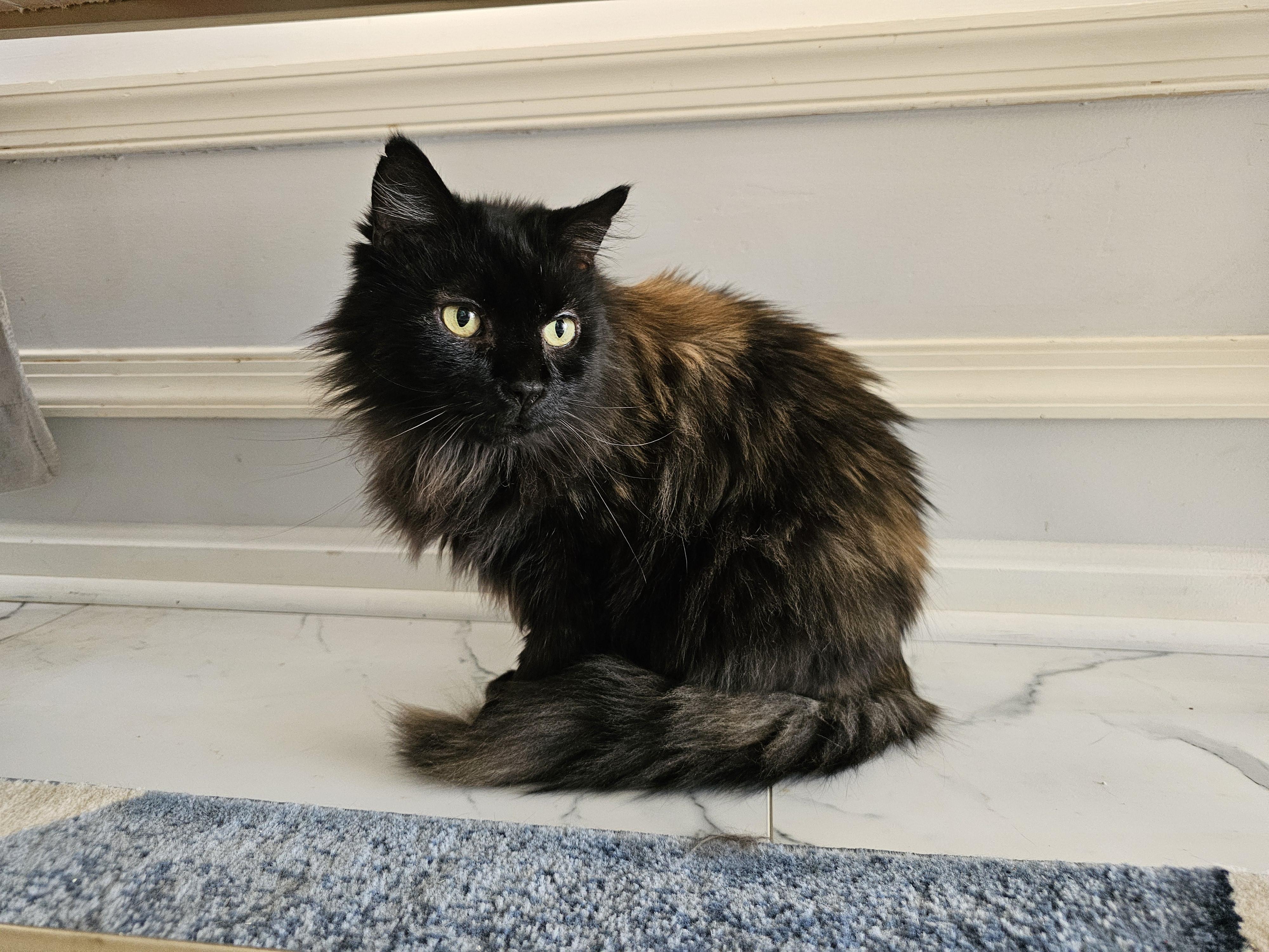 Sebastian, a Adoptable Tortoiseshell image 3/6