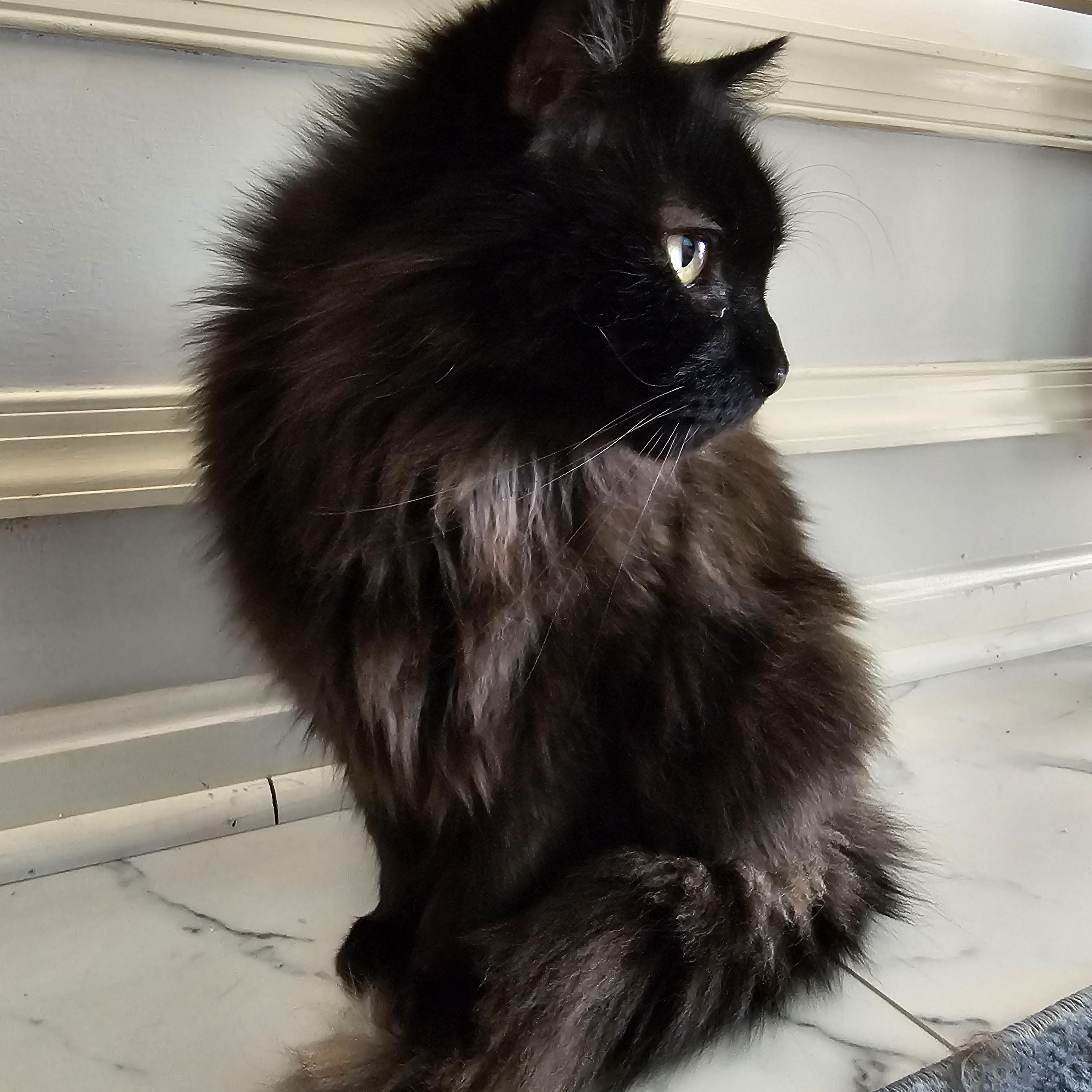 Sebastian, a Adoptable Tortoiseshell image 6/6