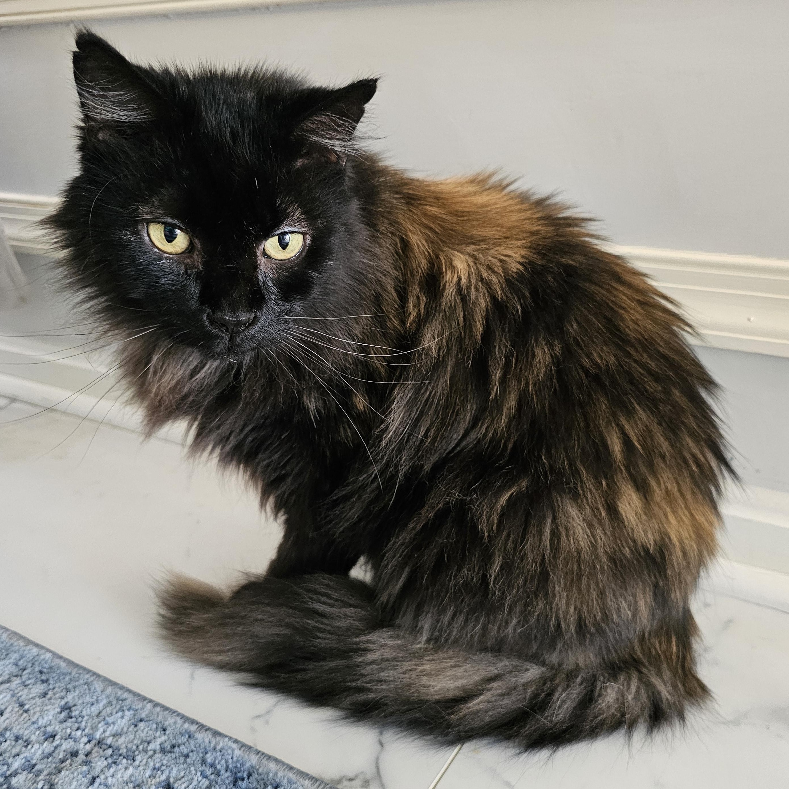 Sebastian, Adoptable, Adult Male Tortoiseshell.