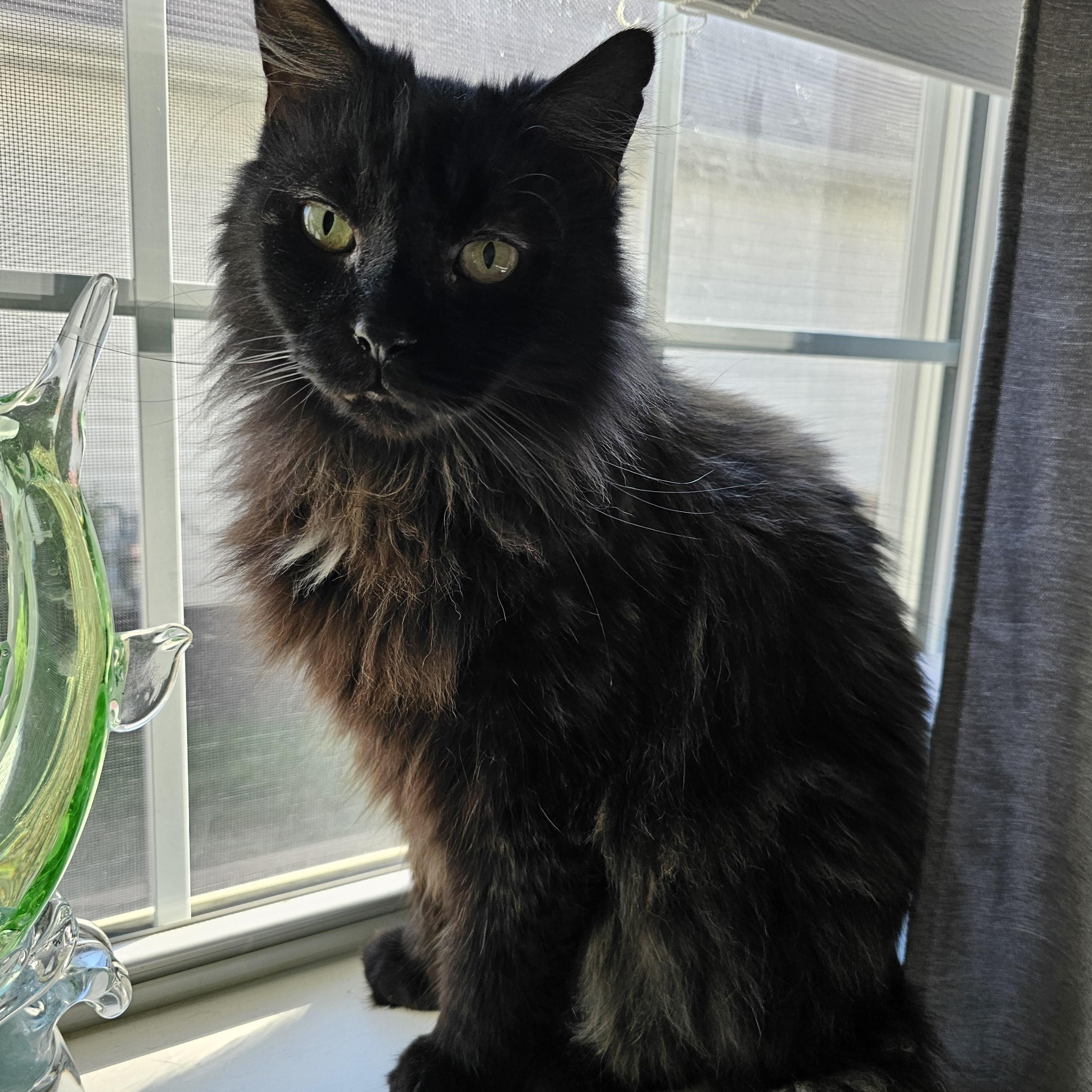 Sebastian, a Adoptable Tortoiseshell image 4/6