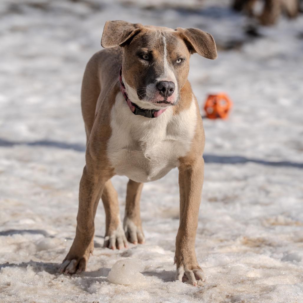 Enlarge Fila, a Adoptable mixed breed in Pawling, NY image 1/6