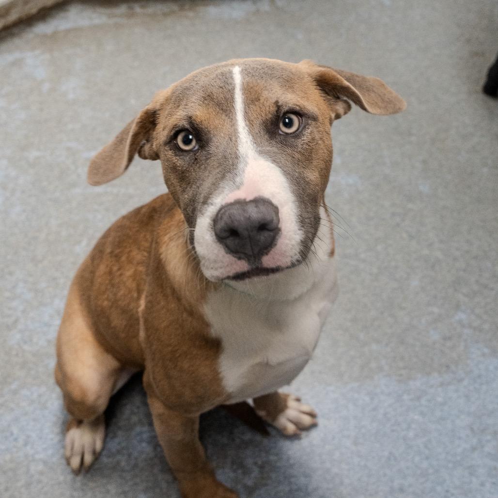 Fila, Adoptable, Young Female Terrier.