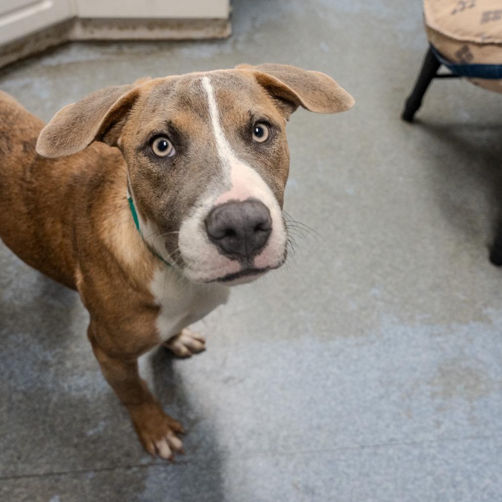 Enlarge Fila, a Adoptable mixed breed in Pawling, NY image 2/6