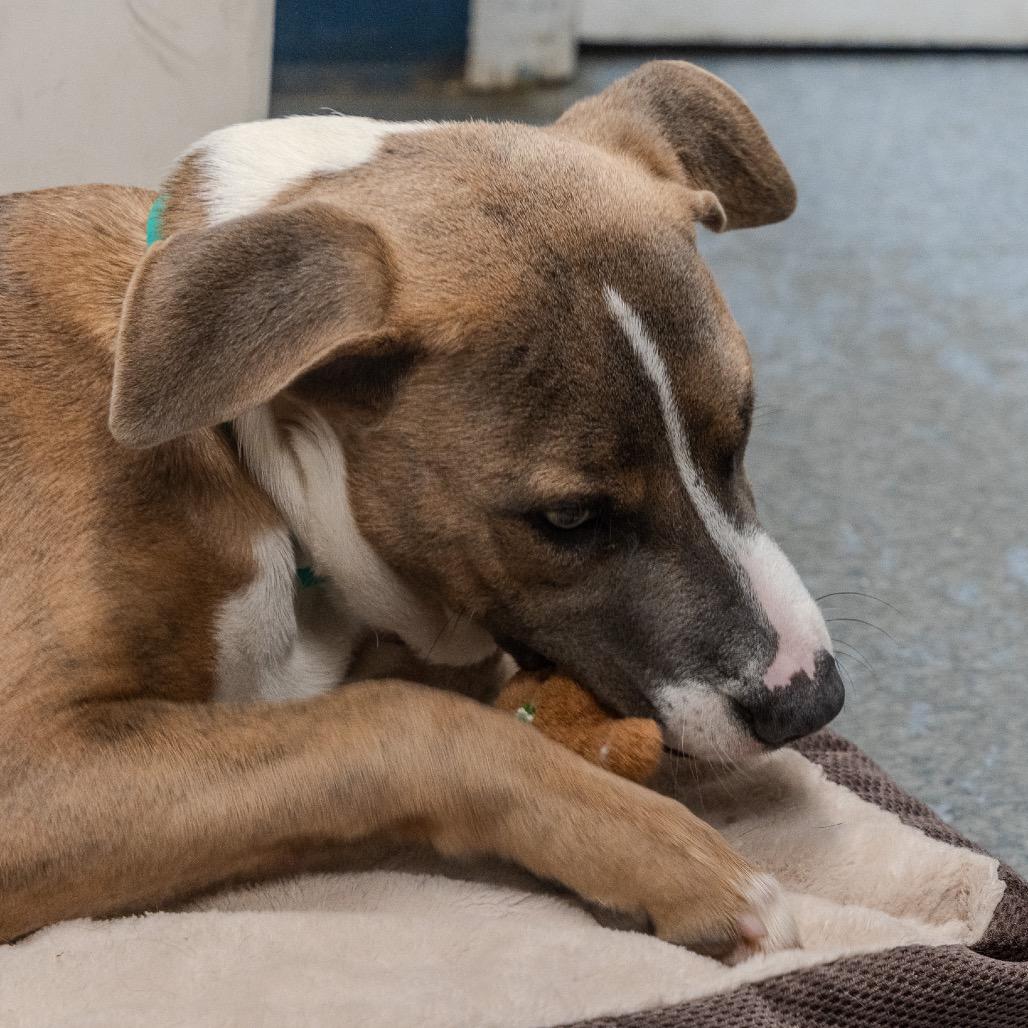 Enlarge Fila, a Adoptable mixed breed in Pawling, NY image 3/6