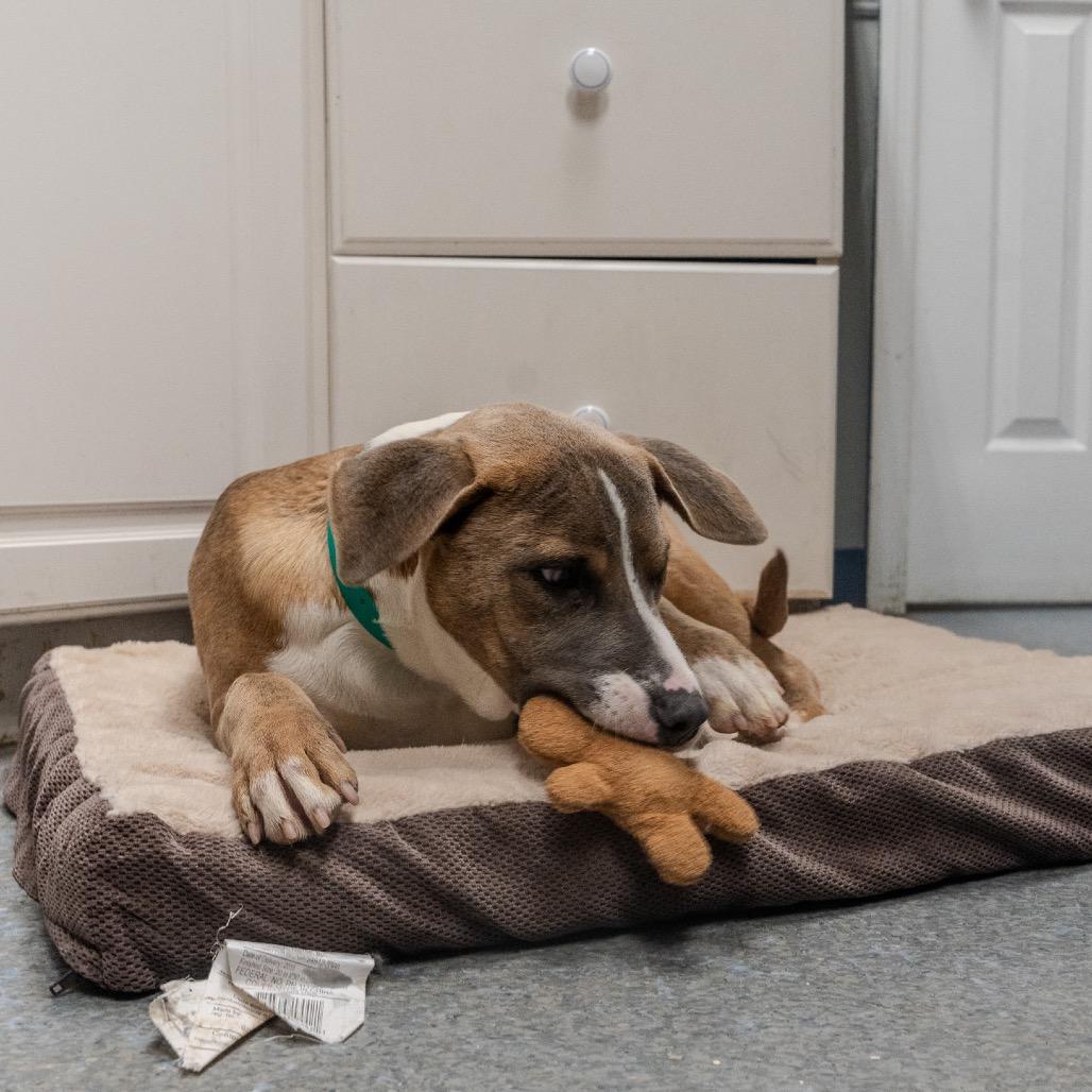 Enlarge Fila, a Adoptable mixed breed in Pawling, NY image 4/6