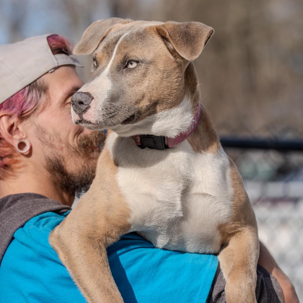 Enlarge Fila, a Adoptable mixed breed in Pawling, NY image 2/6