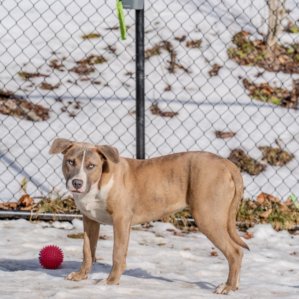 Enlarge Fila, a Adoptable mixed breed in Pawling, NY image 3/6