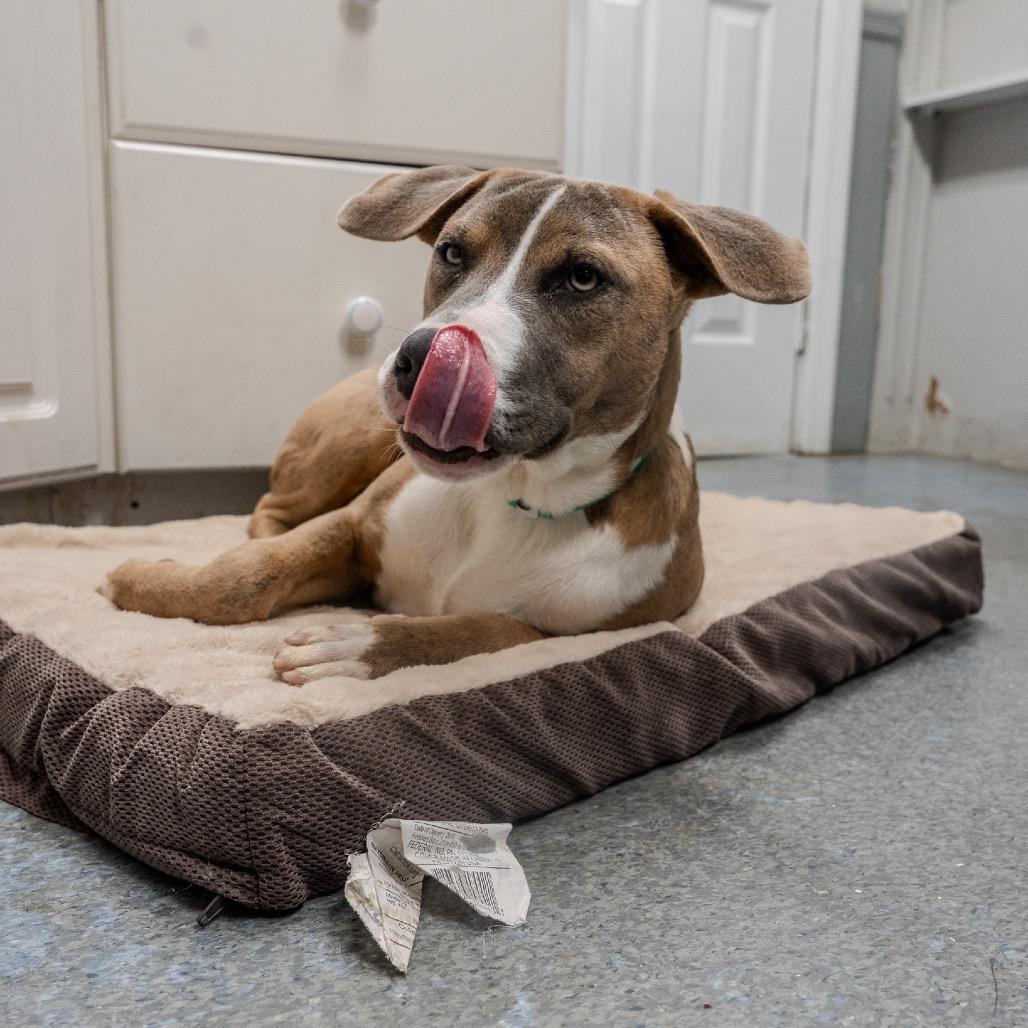 Enlarge Fila, a Adoptable mixed breed in Pawling, NY image 5/6