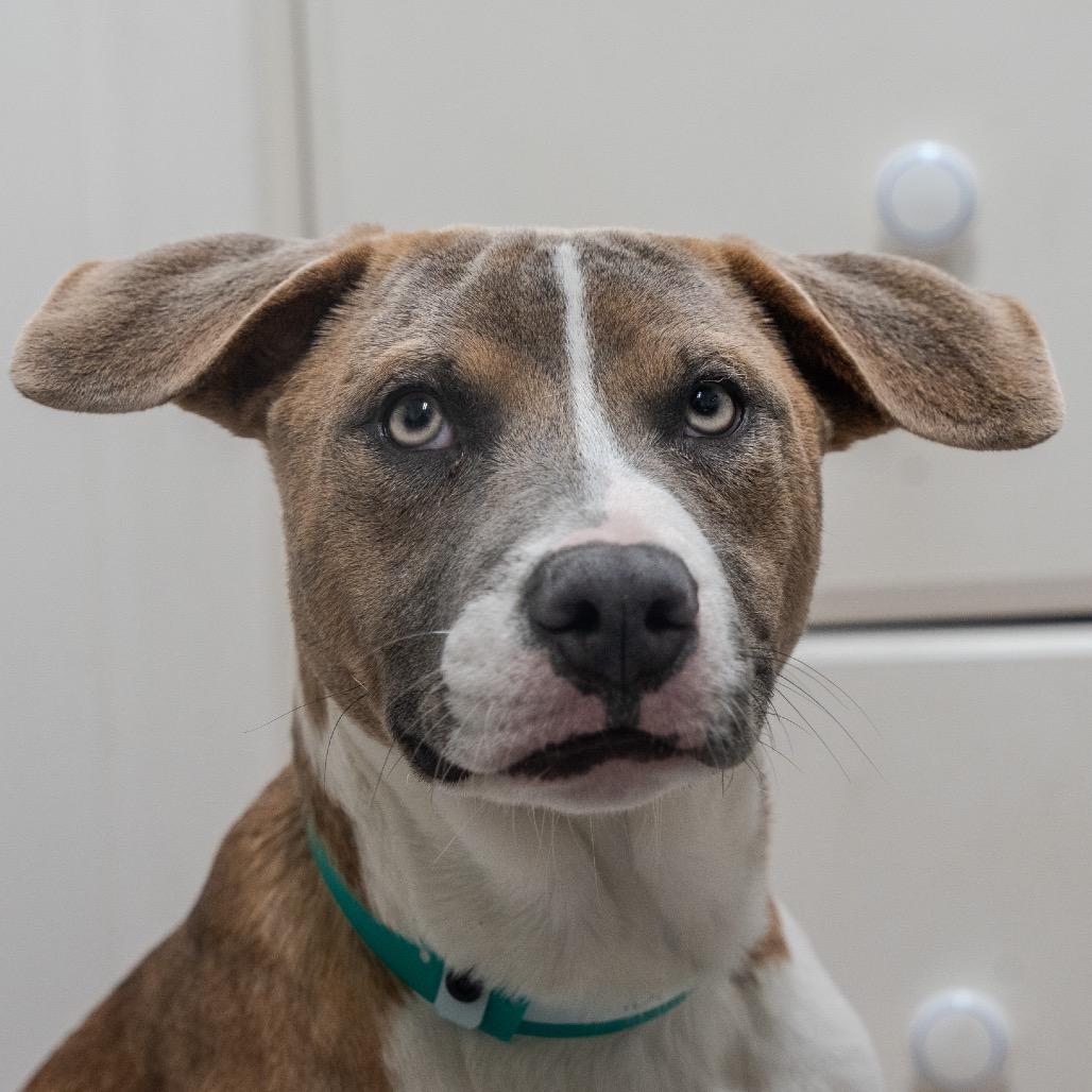 Enlarge Fila, a Adoptable mixed breed in Pawling, NY image 6/6