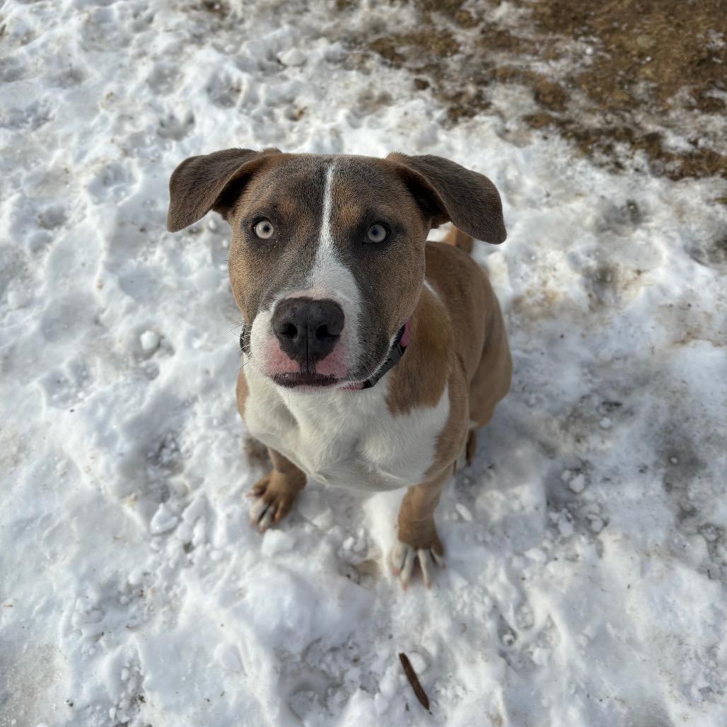 Enlarge Fila, a Adoptable mixed breed in Pawling, NY image 6/6