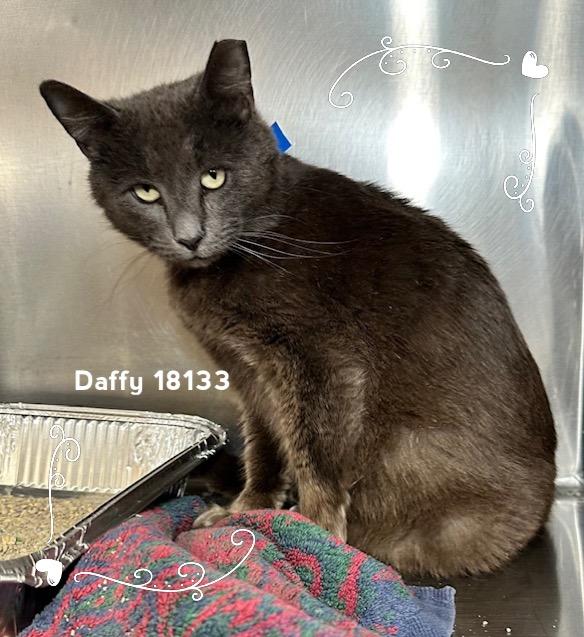 Enlarge DAFFY, an adopted Domestic Short Hair in Marietta, GA image 2/5