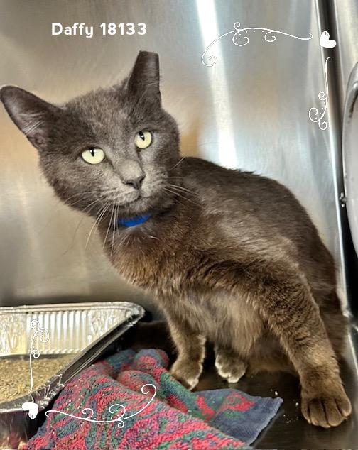 Enlarge DAFFY, an adopted Domestic Short Hair in Marietta, GA image 1/5