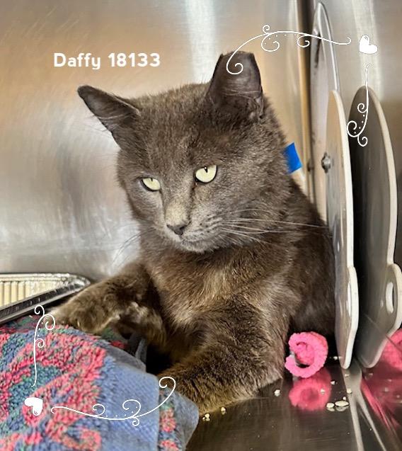 Enlarge DAFFY, an adopted Domestic Short Hair in Marietta, GA image 4/5