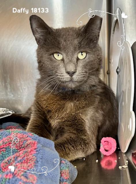 Enlarge DAFFY, an adopted Domestic Short Hair in Marietta, GA image 3/5