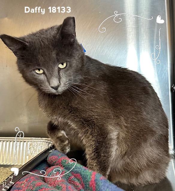 Enlarge DAFFY, an adopted Domestic Short Hair in Marietta, GA image 5/5