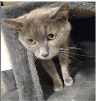 Ruby, Adoptable, Adult Female Domestic Short Hair.