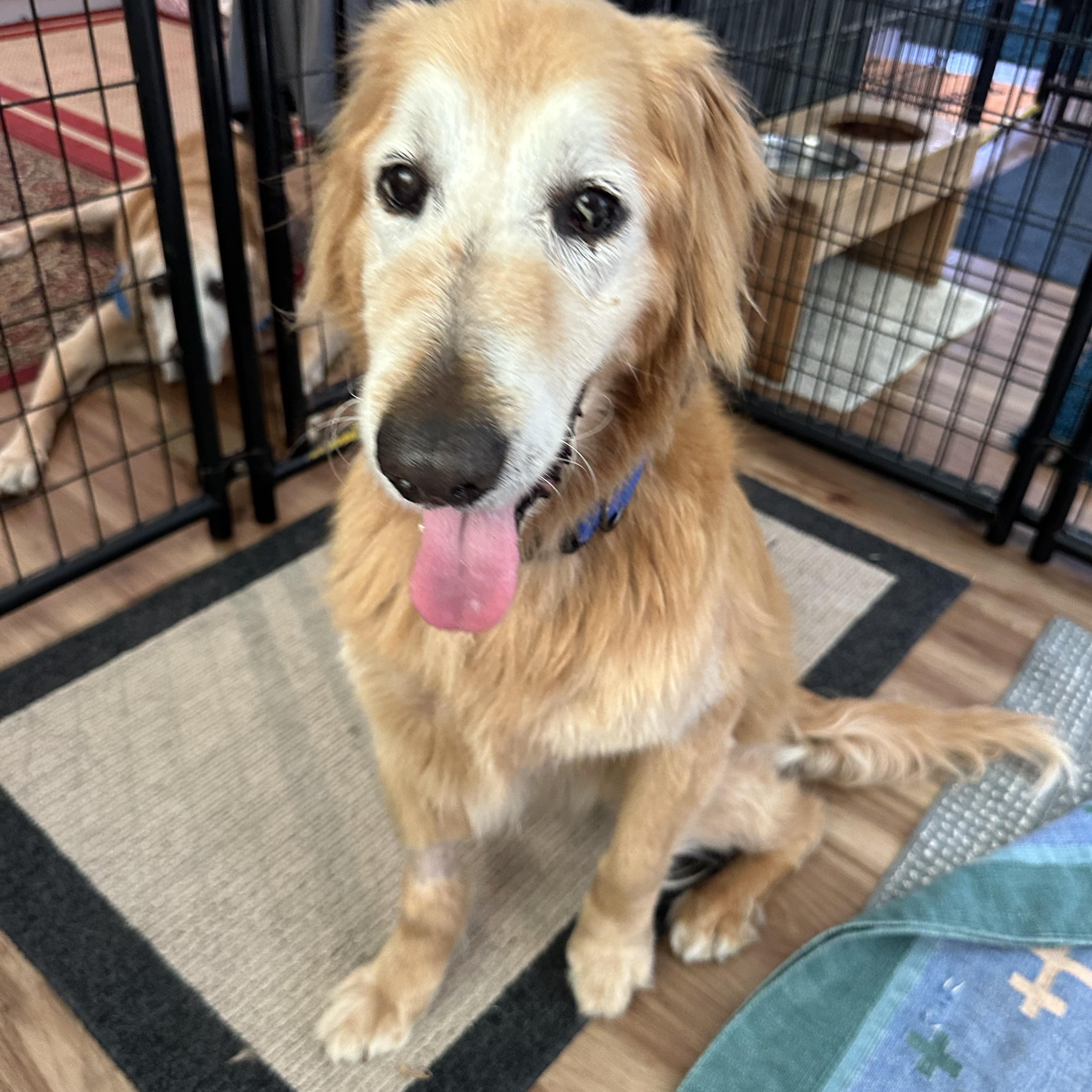 Enlarge Nala, a ADOPTABLE Golden Retriever in Petaluma, CA image 1/5