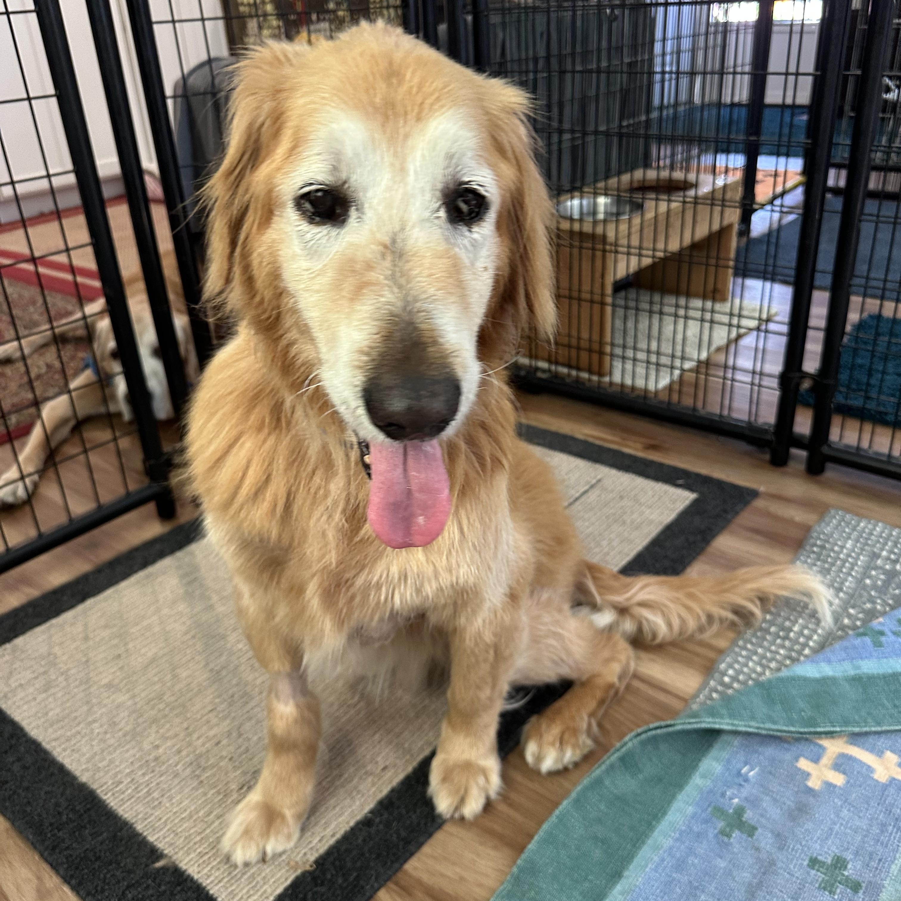 Enlarge Nala, a ADOPTABLE Golden Retriever in Petaluma, CA image 2/5