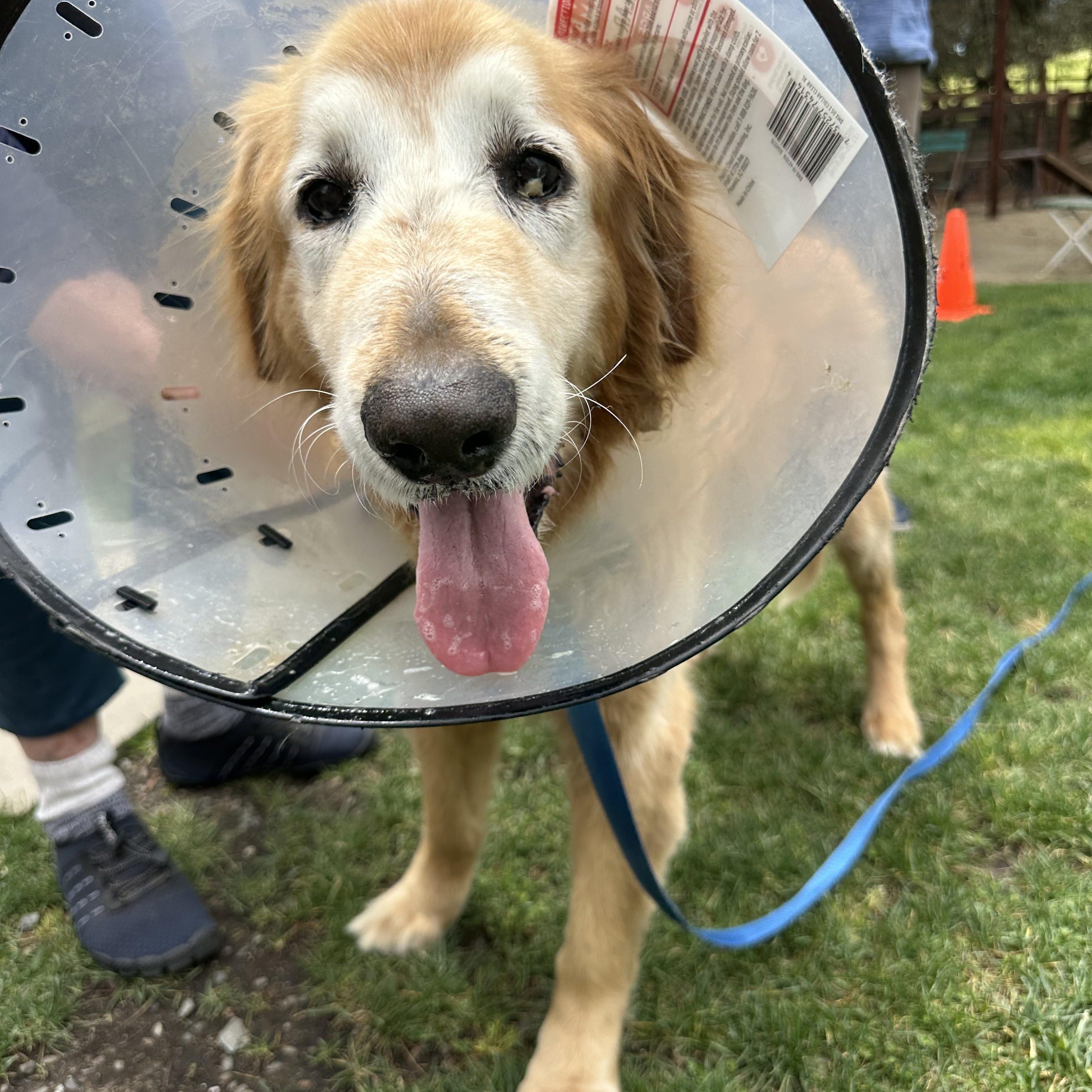 Enlarge Nala, a ADOPTABLE Golden Retriever in Petaluma, CA image 4/5