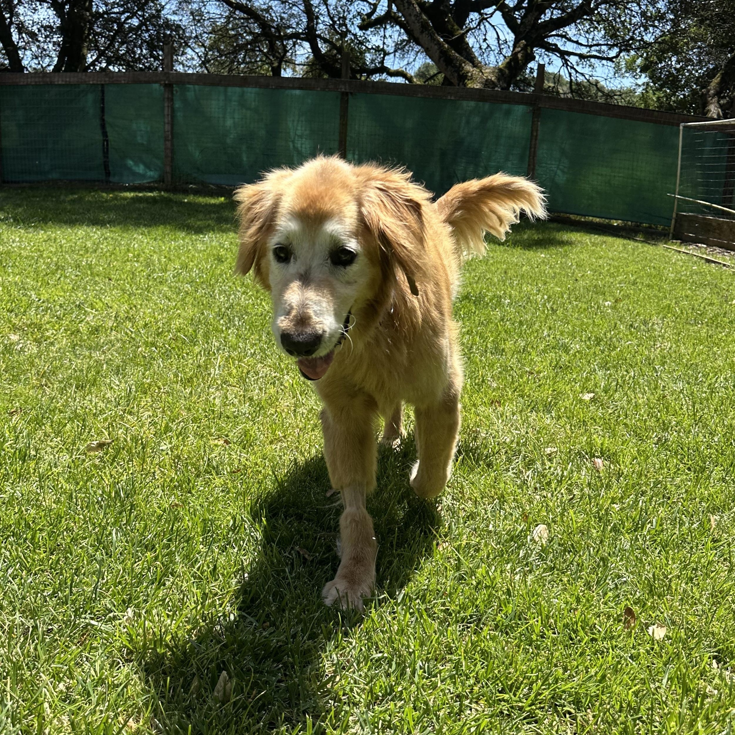 Enlarge Nala, a ADOPTABLE Golden Retriever in Petaluma, CA image 5/5