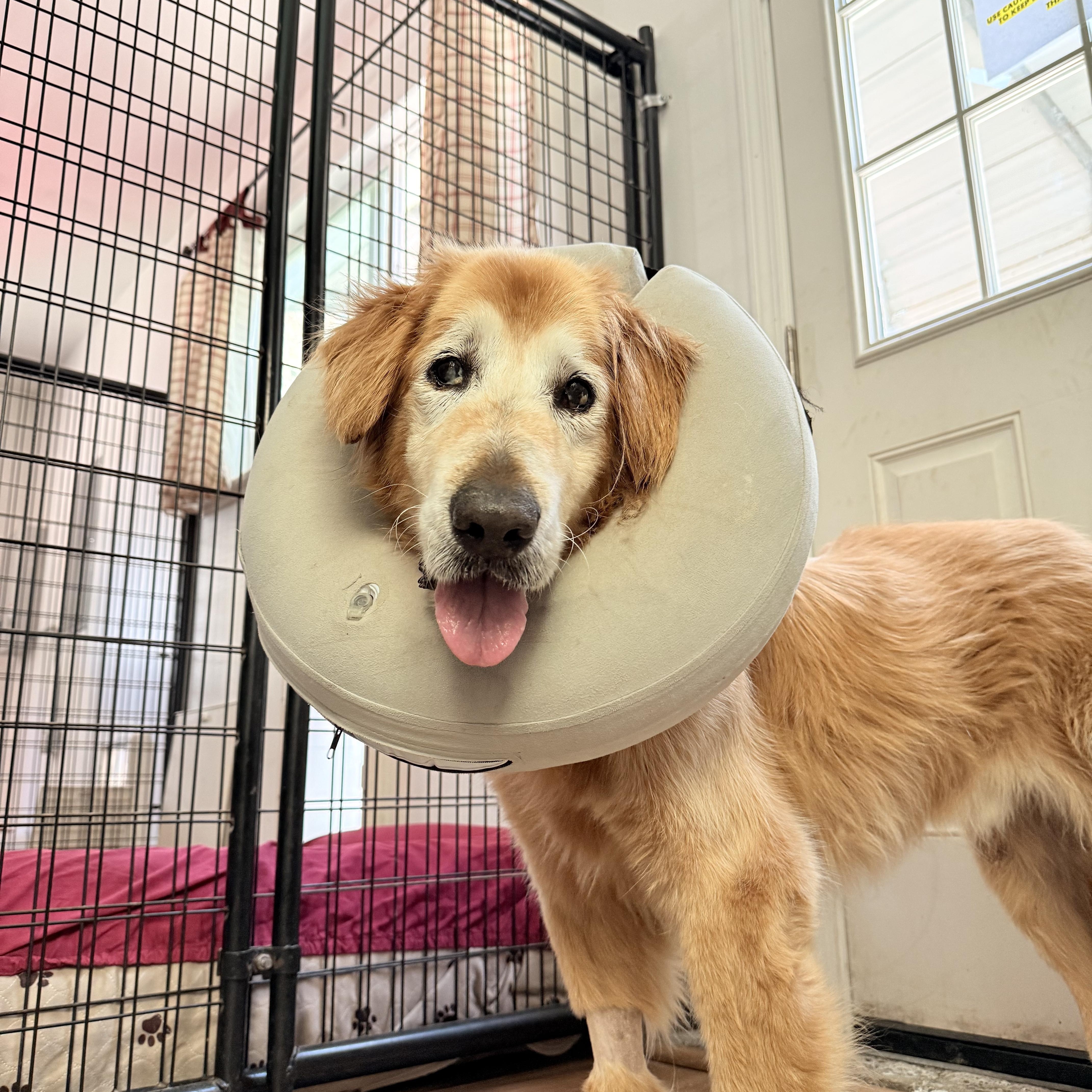 Enlarge Nala, a ADOPTABLE Golden Retriever in Petaluma, CA image 3/5