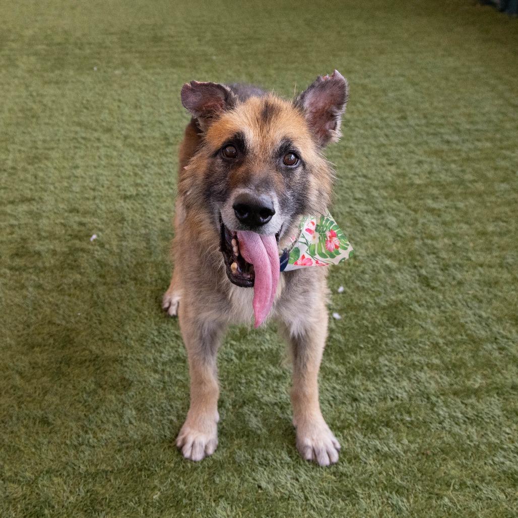 Atlas, Adoptable, Adult Male German Shepherd Dog.