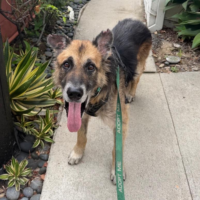 Atlas, a Adoptable German Shepherd Dog in Pasadena, CA image 1/6