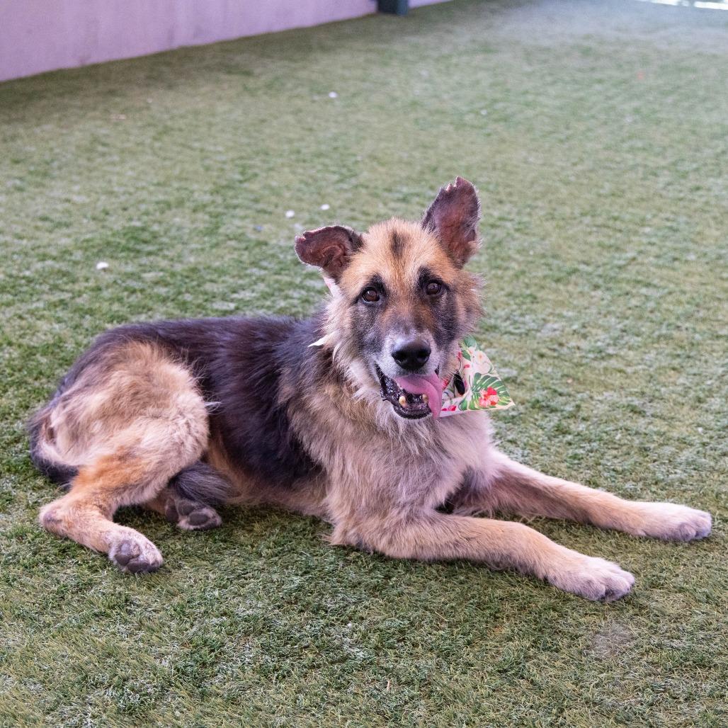 Atlas, a Adoptable German Shepherd Dog in Pasadena, CA image 2/6