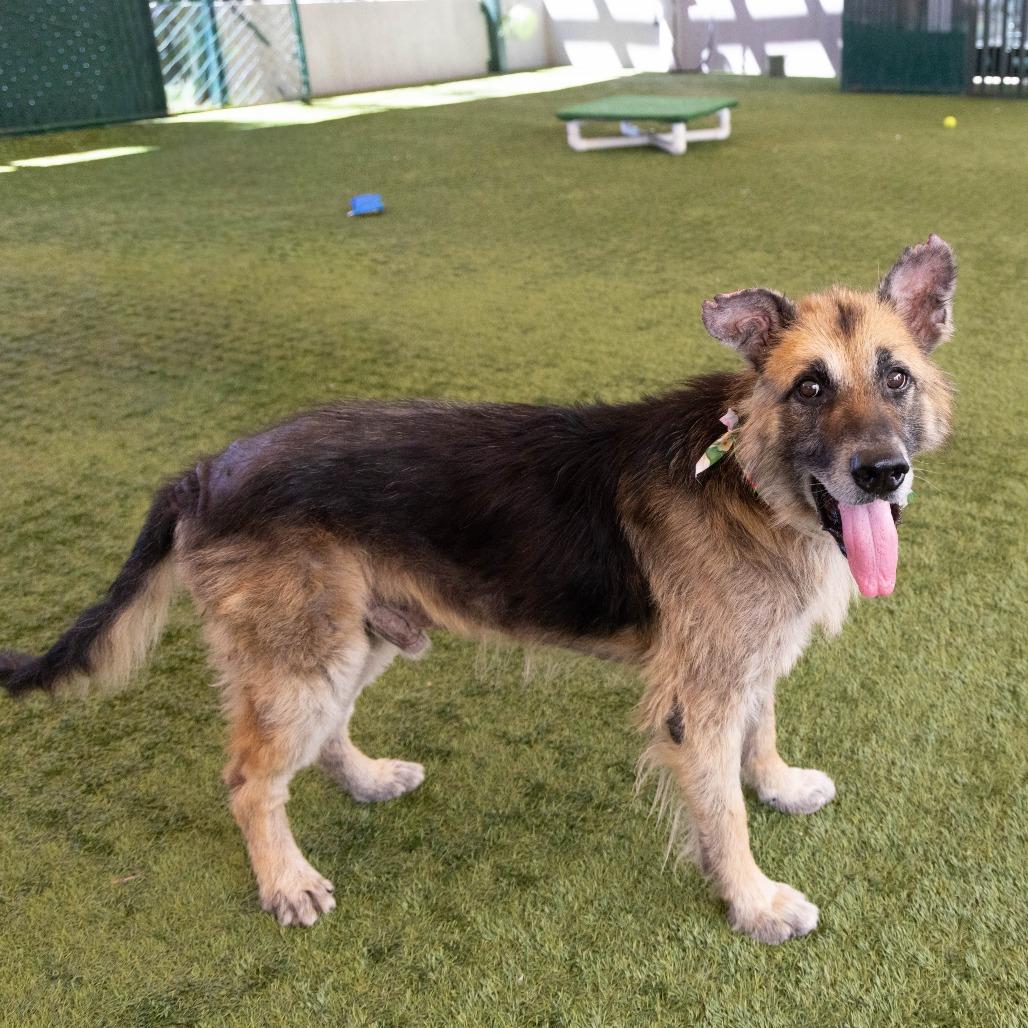 Atlas, a Adoptable German Shepherd Dog in Pasadena, CA image 3/6