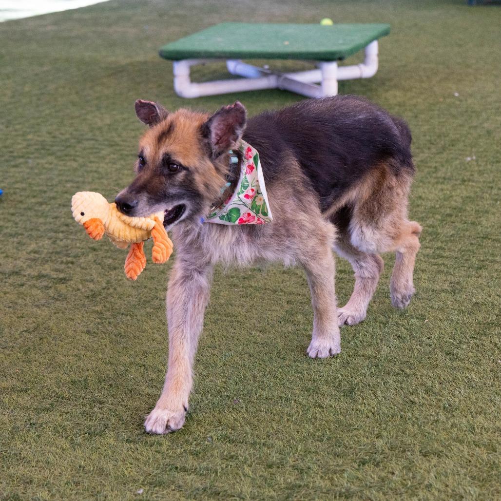 Atlas, a Adoptable German Shepherd Dog in Pasadena, CA image 4/6