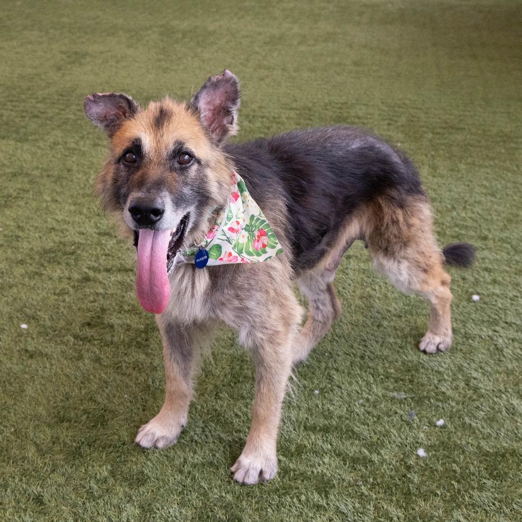 Atlas, a Adoptable German Shepherd Dog in Pasadena, CA image 5/6