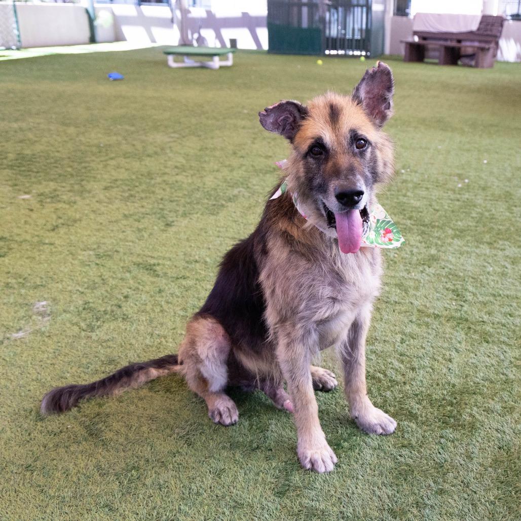 Atlas, a Adoptable German Shepherd Dog in Pasadena, CA image 6/6
