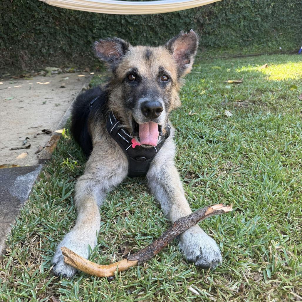 Atlas, a Adoptable German Shepherd Dog in Pasadena, CA image 6/6