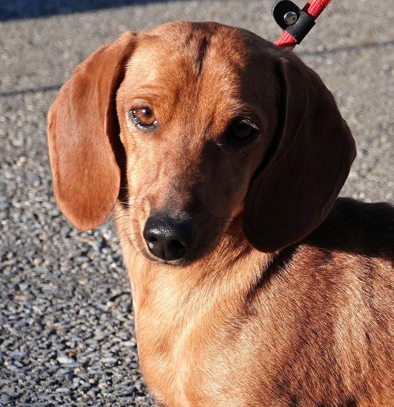 Enlarge Red - ADOPTED, an adoption pending Dachshund in Millfield, OH image 1/3