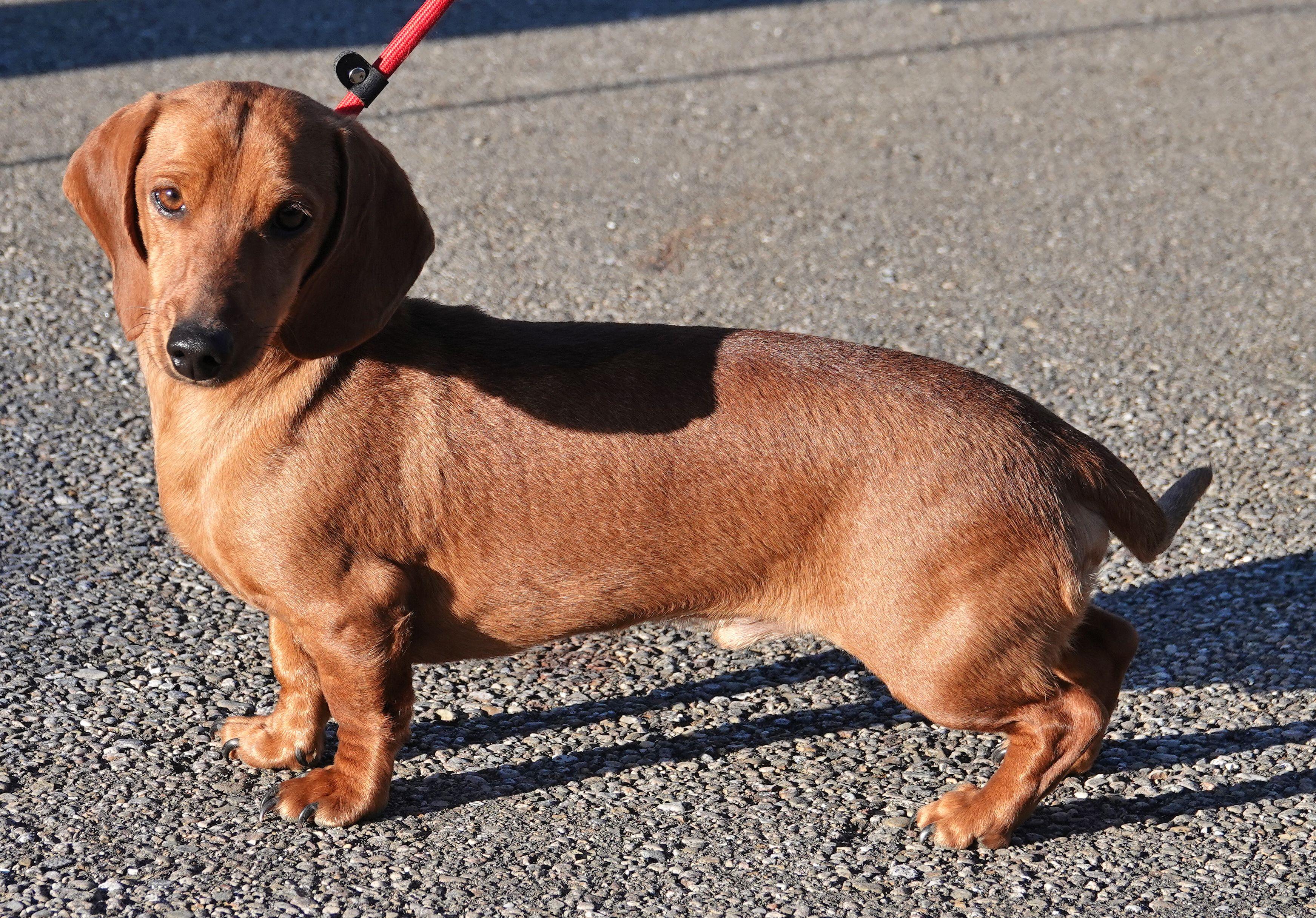 Enlarge Red - ADOPTED, an adoption pending Dachshund in Millfield, OH image 2/3