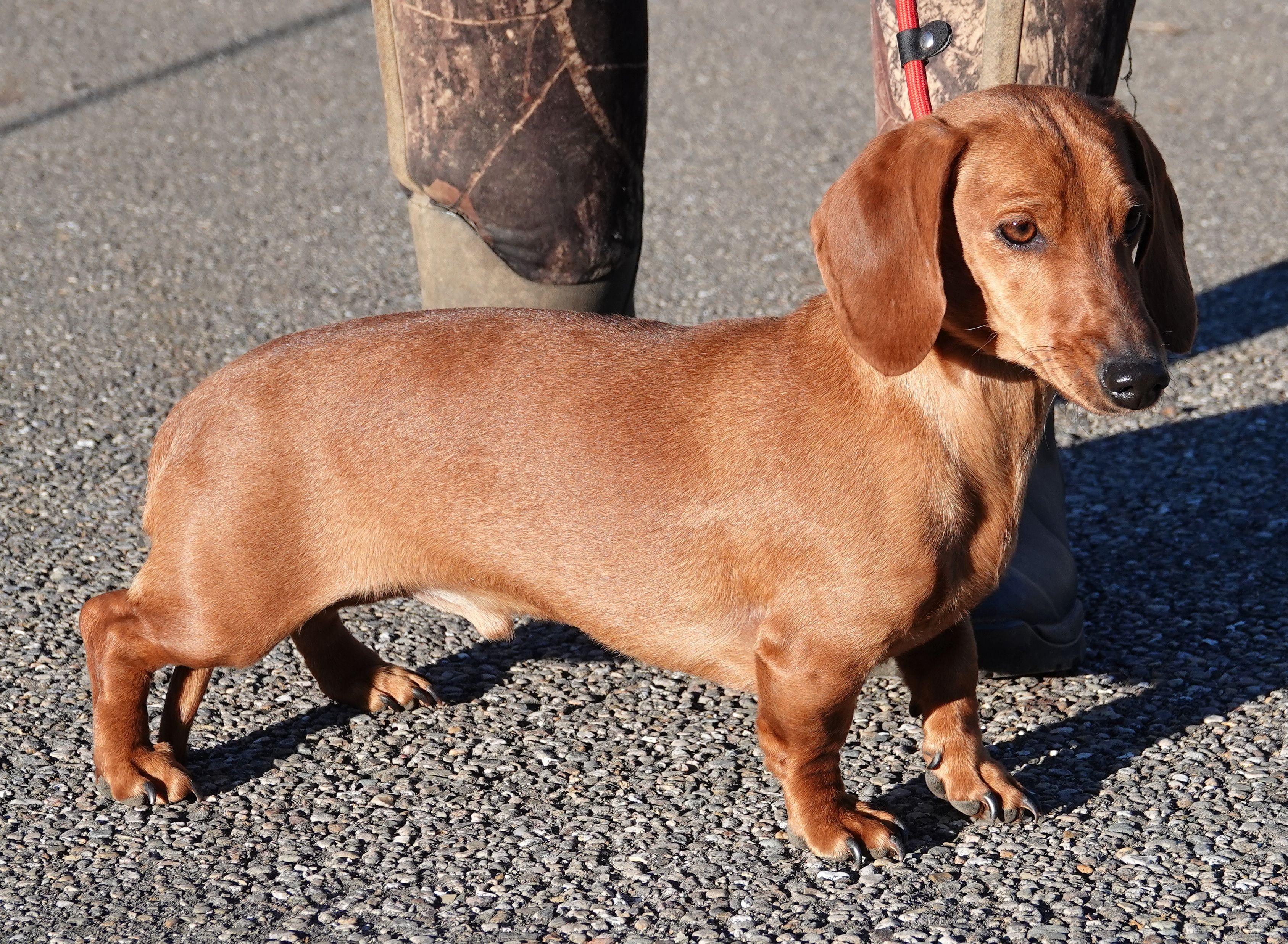 Enlarge Red - ADOPTED, an adoption pending Dachshund in Millfield, OH image 3/3