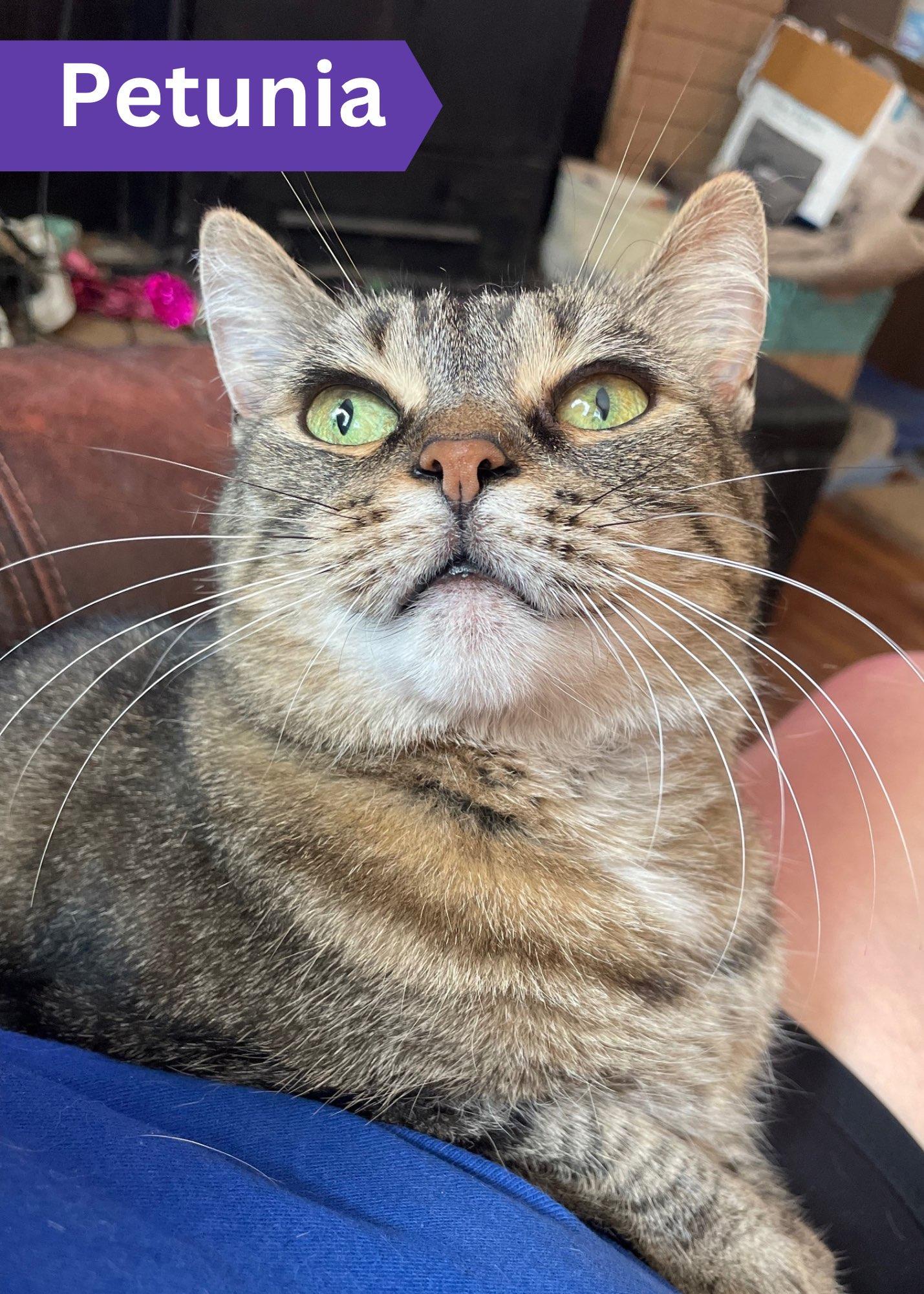 Petunia, Adoptable, Adult Female Tabby.