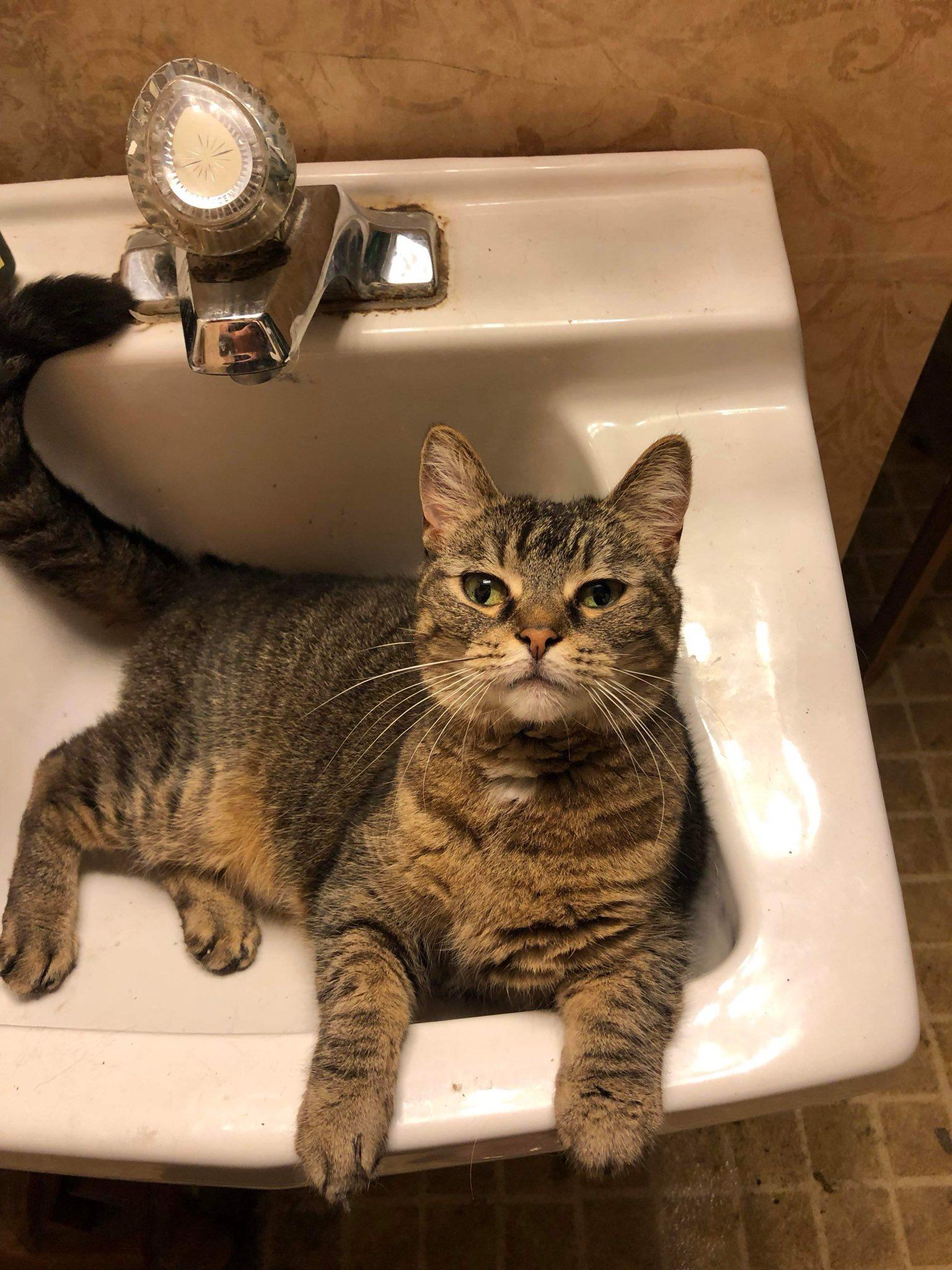 Petunia, a Adoptable Tabby in Penfield, NY image 5/6