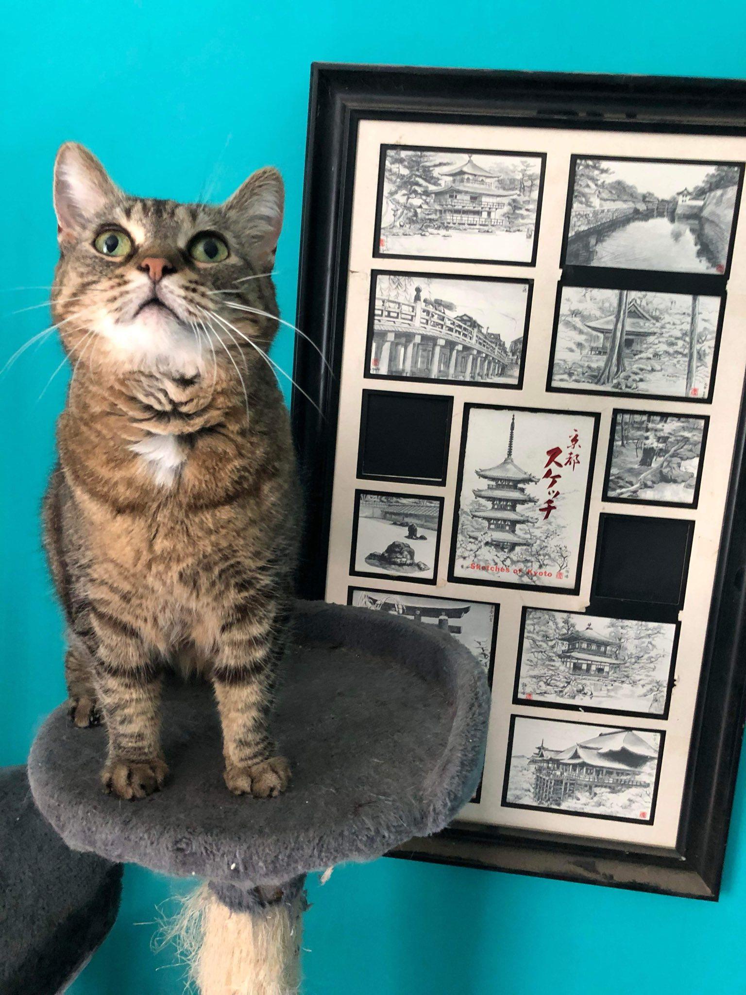 Petunia, a Adoptable Tabby in Penfield, NY image 3/6