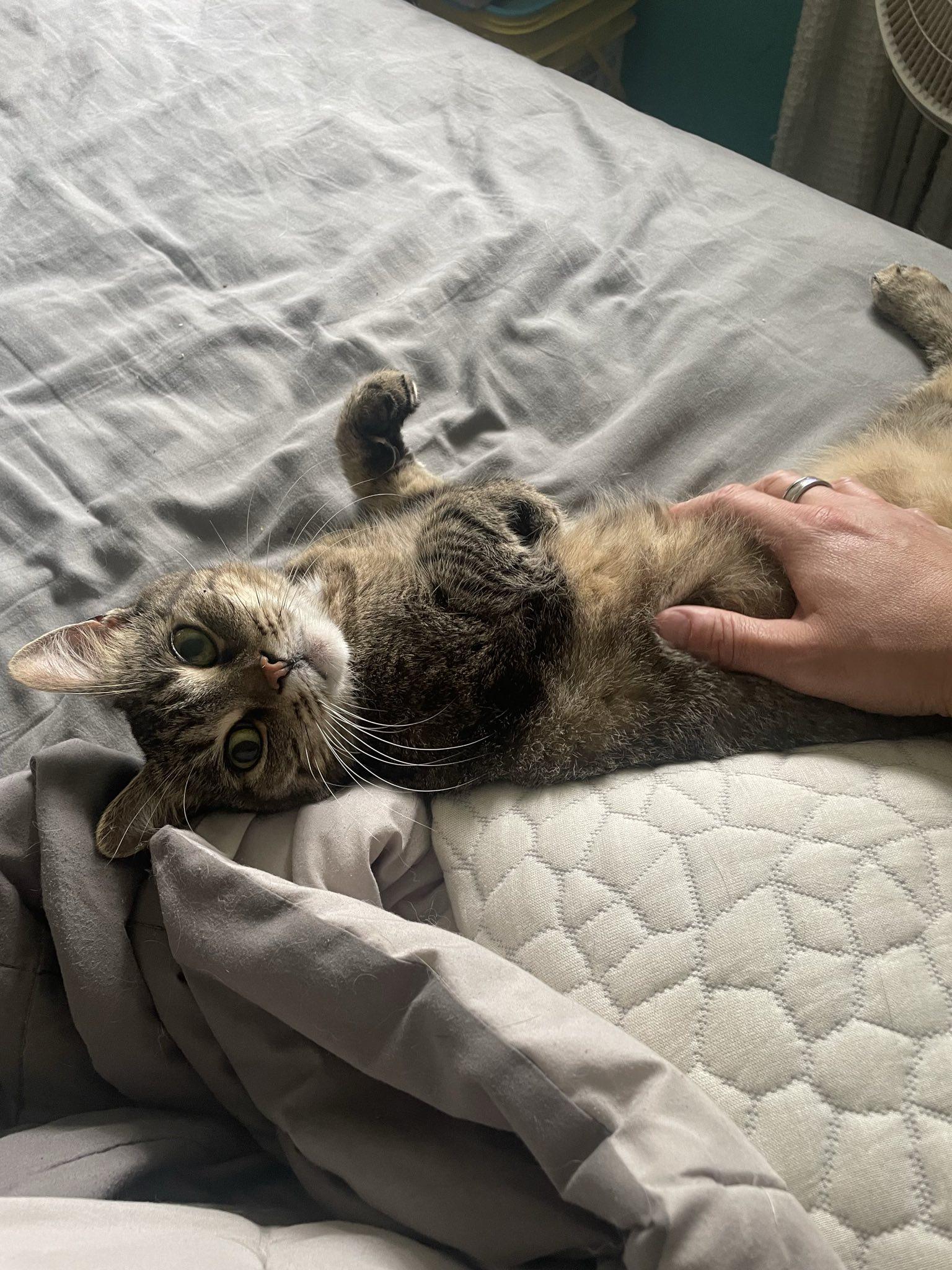 Petunia, a Adoptable Tabby in Penfield, NY image 6/6