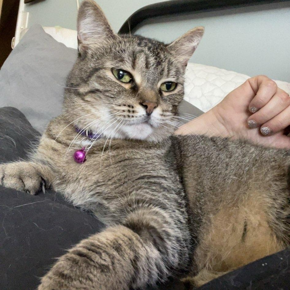 Petunia, a Adoptable Tabby in Penfield, NY image 2/6