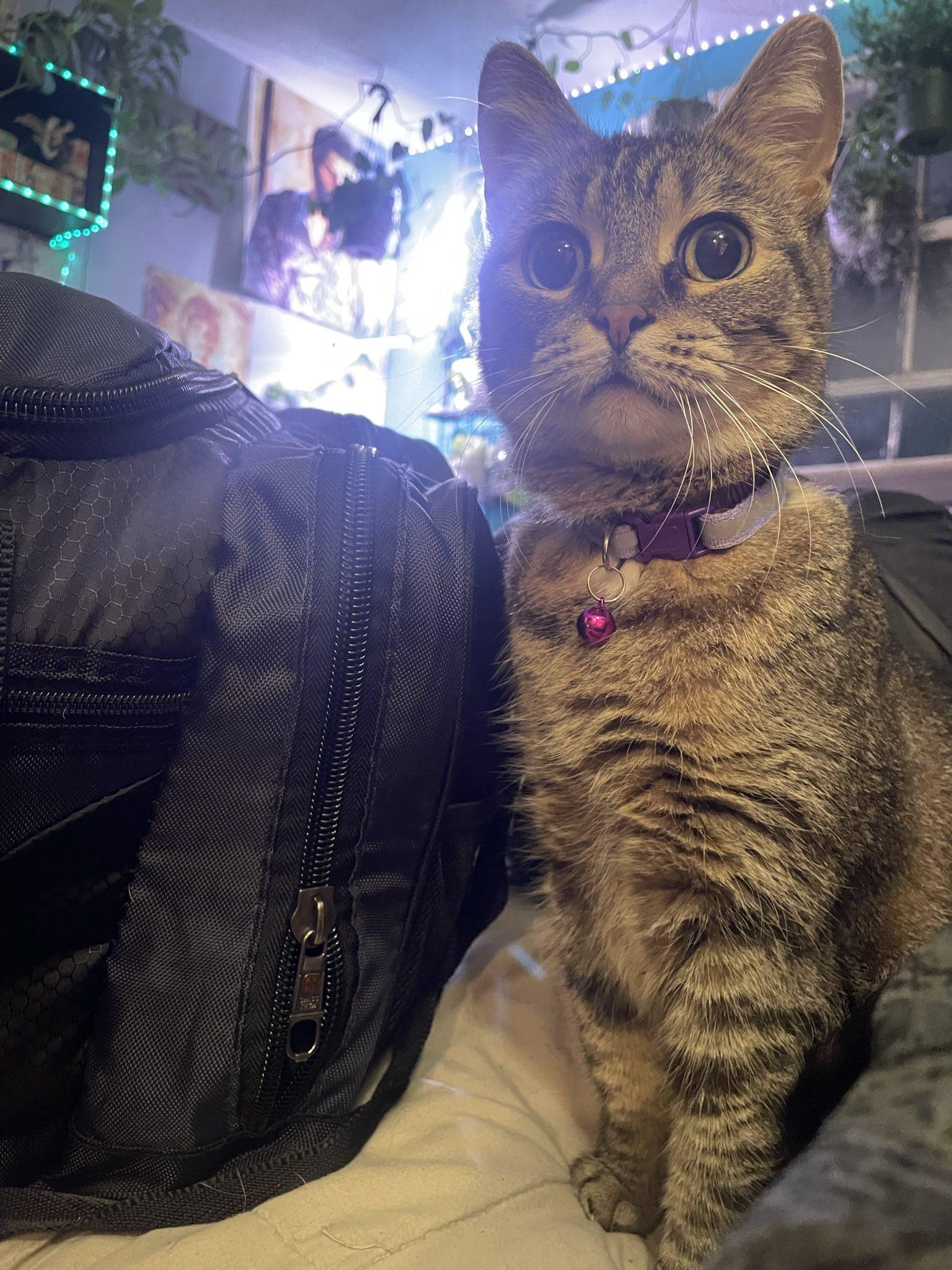 Petunia, a Adoptable Tabby in Penfield, NY image 4/6