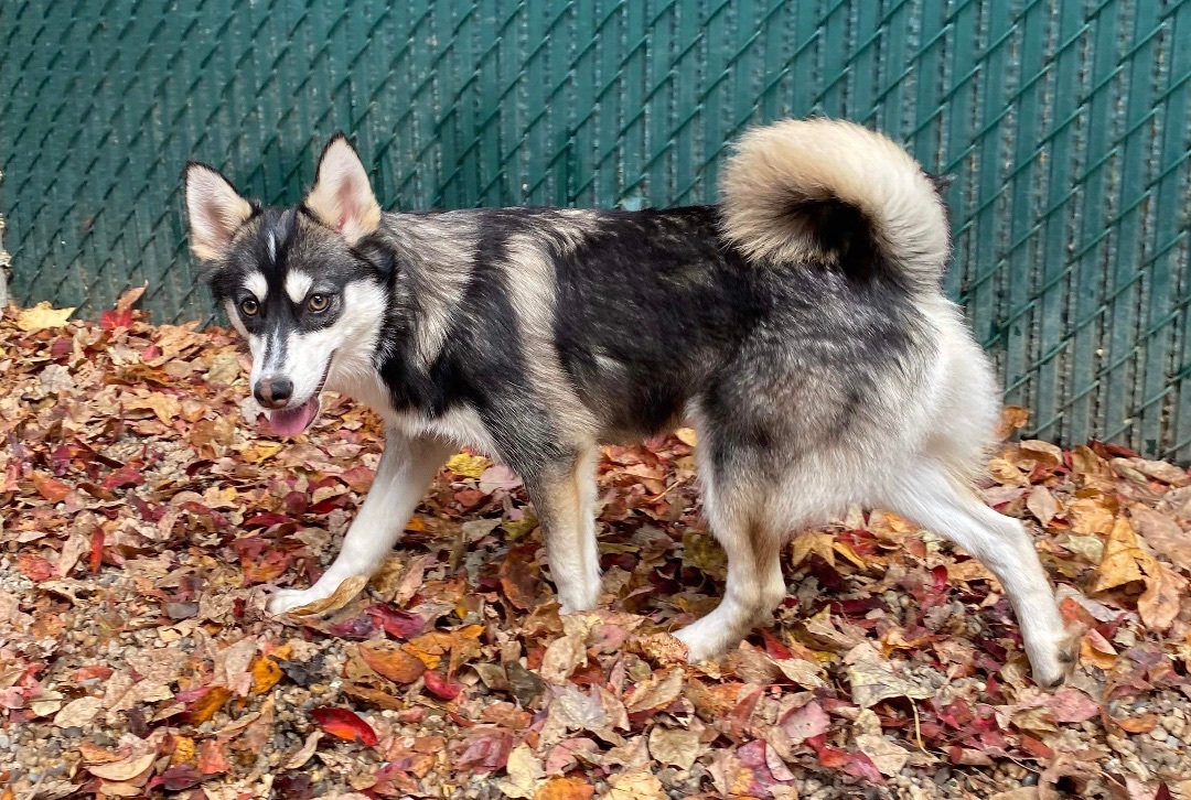 Willow, Adoptable, Puppy Female Pomsky.