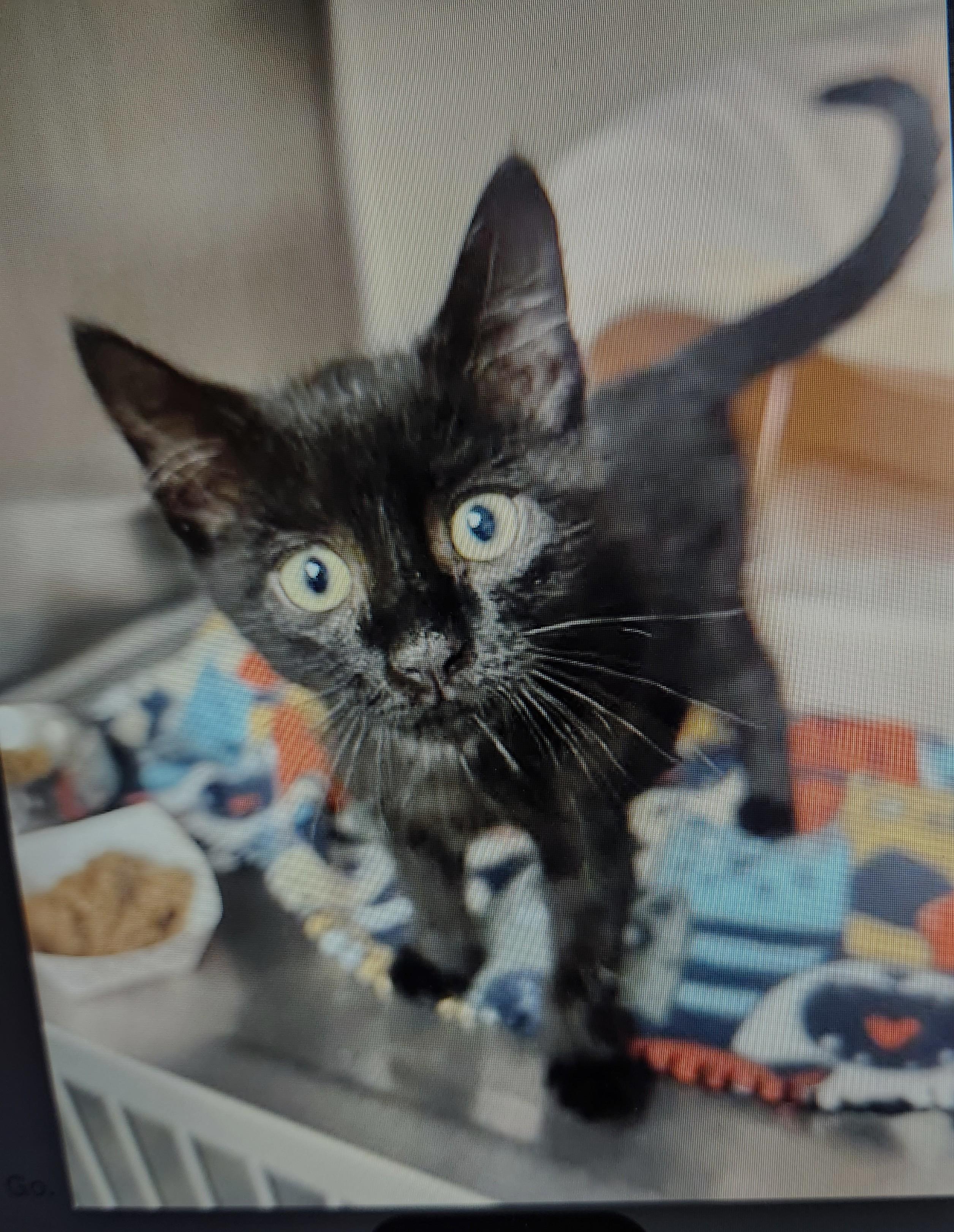 Zeek - so absolutely super sweet, adopted, Kitten Male Domestic Short Hair.