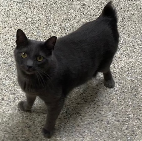 Stumpy, Adoptable, Adult Male Manx.
