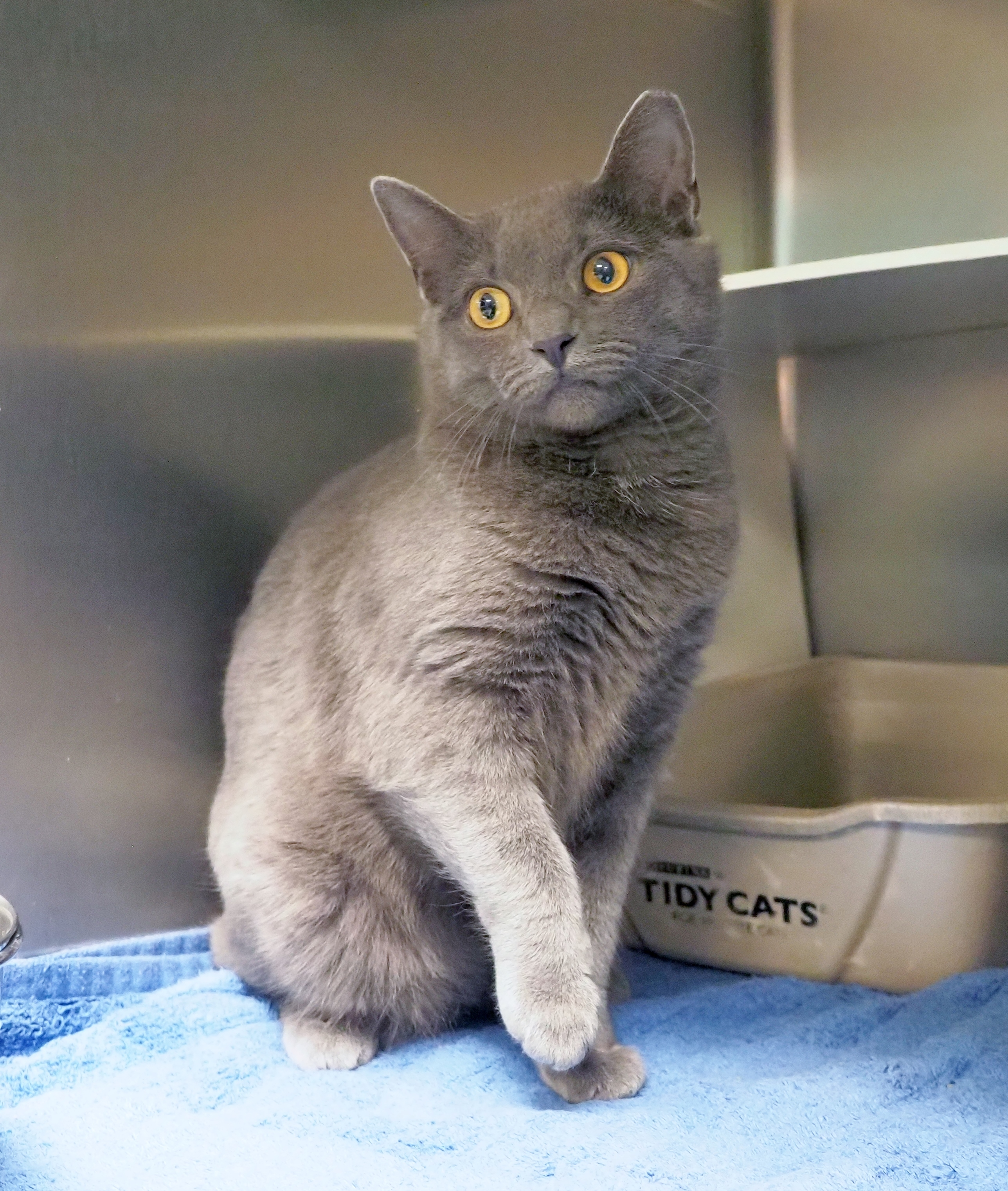 Stumpy, a Adoptable mixed breed in Cape May Court House, NJ image 2/11