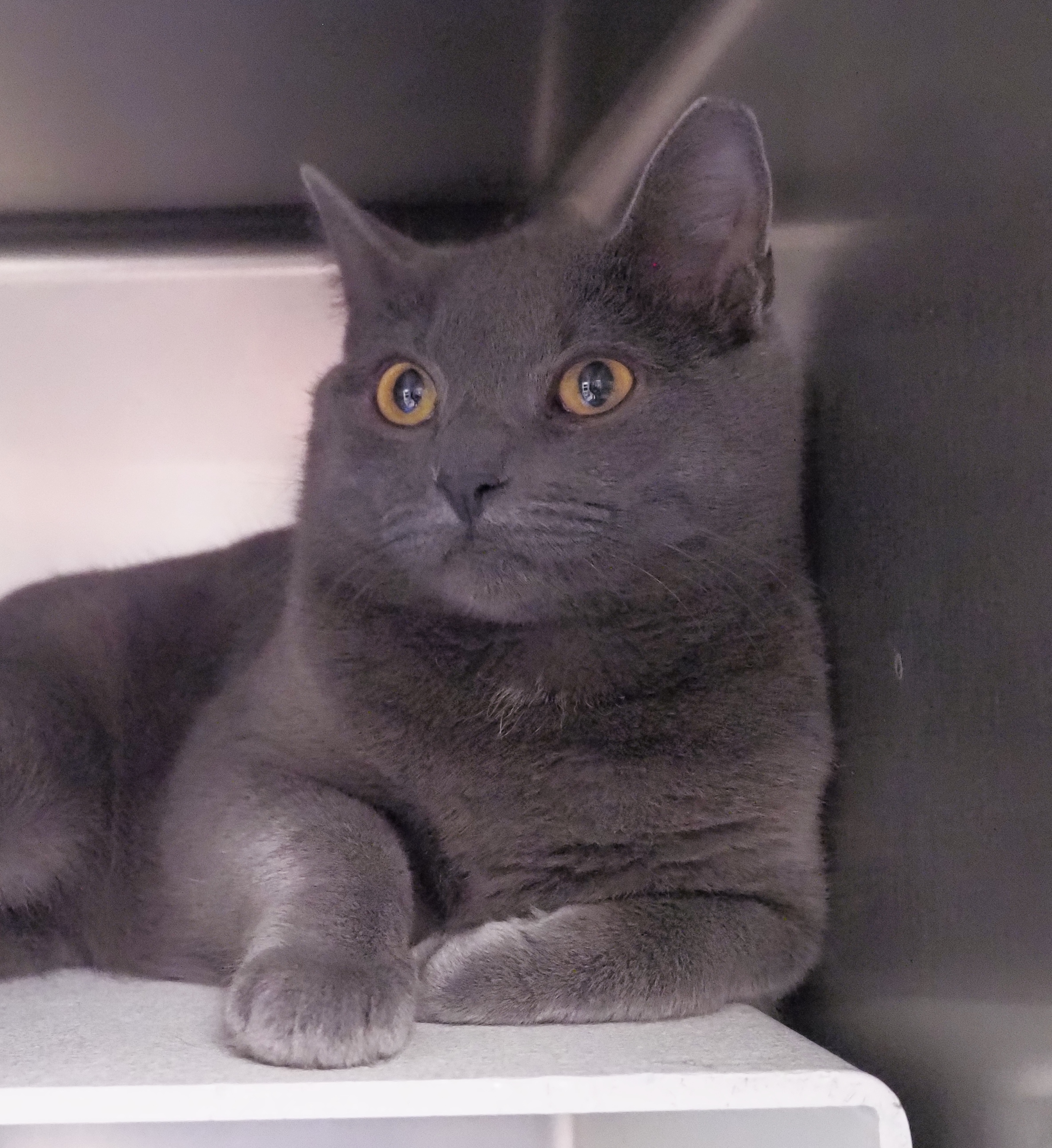Stumpy, Adoptable, Adult Male Manx.