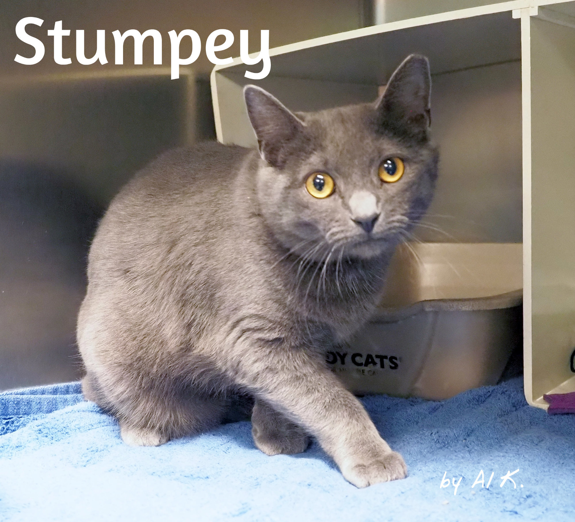 Stumpy, a Adoptable mixed breed in Cape May Court House, NJ image 5/11